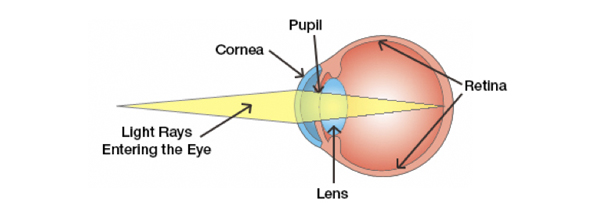 Image illustrating How Light Passes Through an Eye